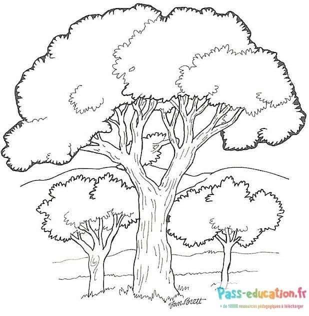Coloriage Arbres majestueux à imprimer et colorier