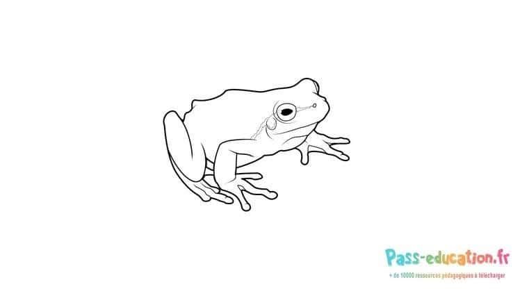Coloriage Grenouille agile à imprimer et colorier