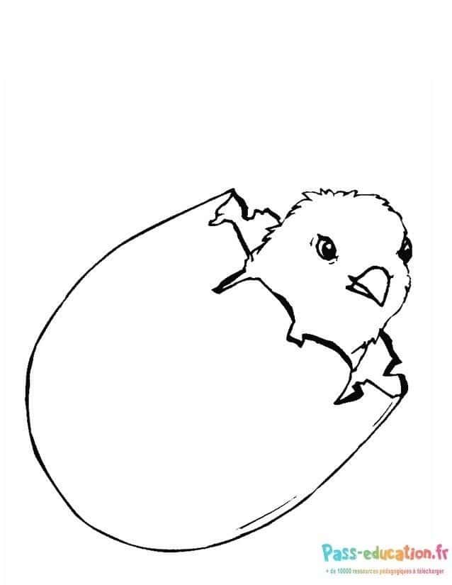 Coloriage Poussin dans l'œuf à imprimer et colorier