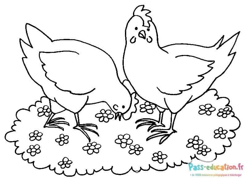 Coloriage Poules picorant à imprimer et colorier
