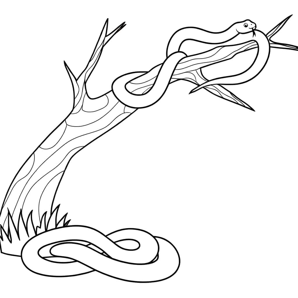 Coloriage Anaconda sur branche à imprimer et colorier