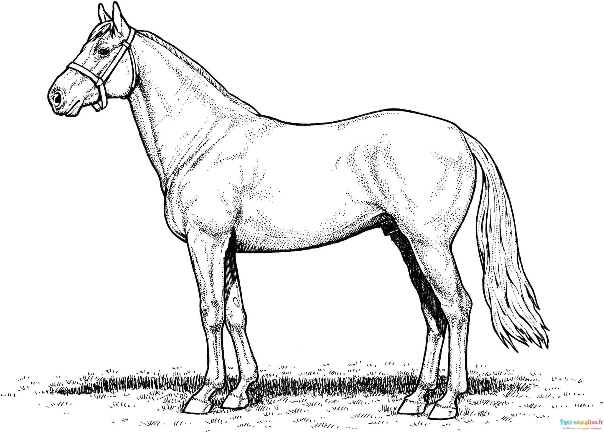 Coloriage Cheval au repos à imprimer et colorier