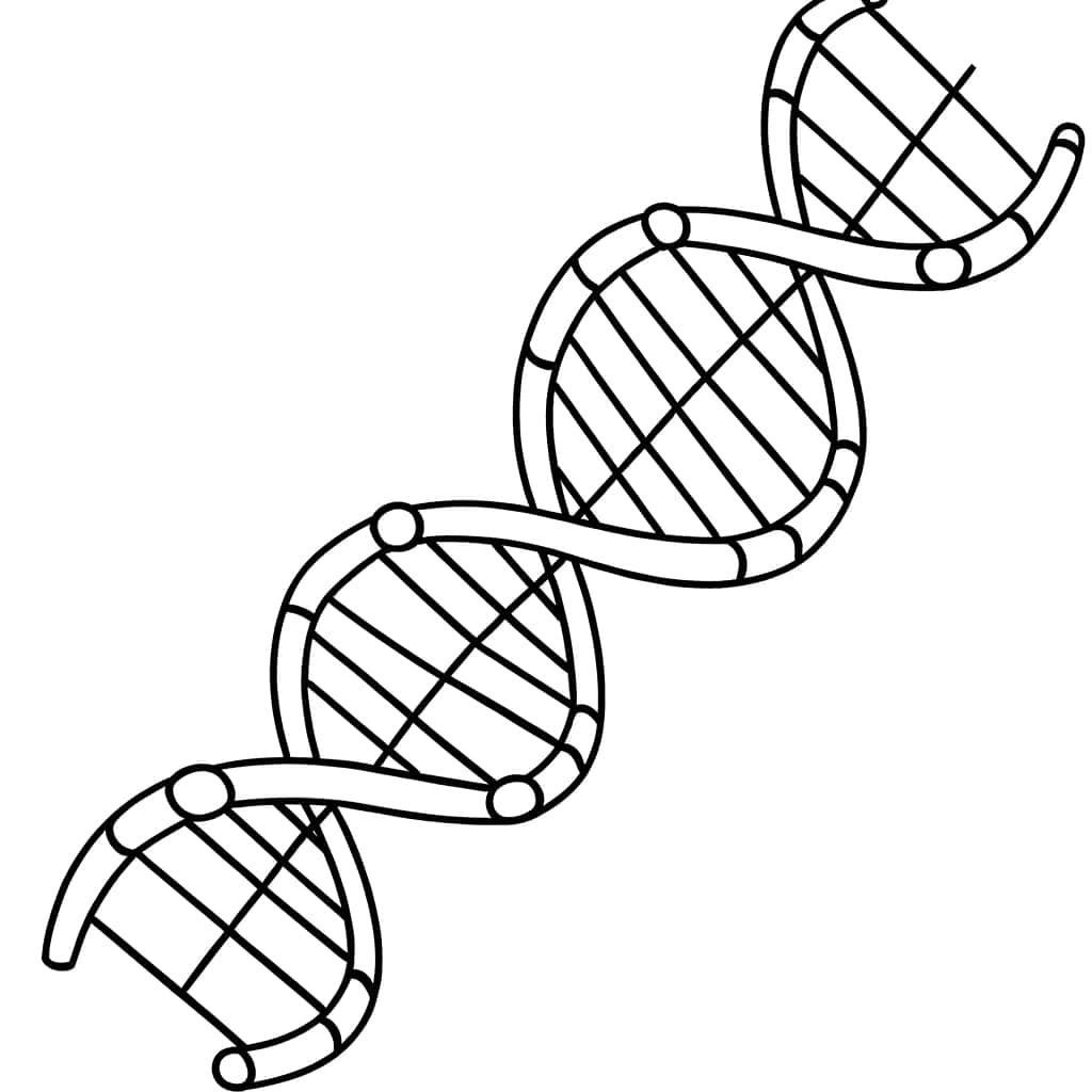 Coloriage ADN double hélice à imprimer et colorier