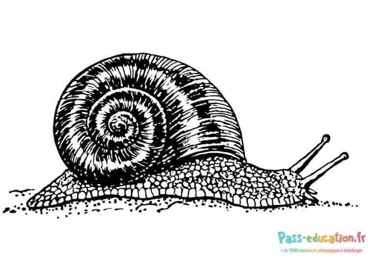 Coloriage Escargot à imprimer et colorier