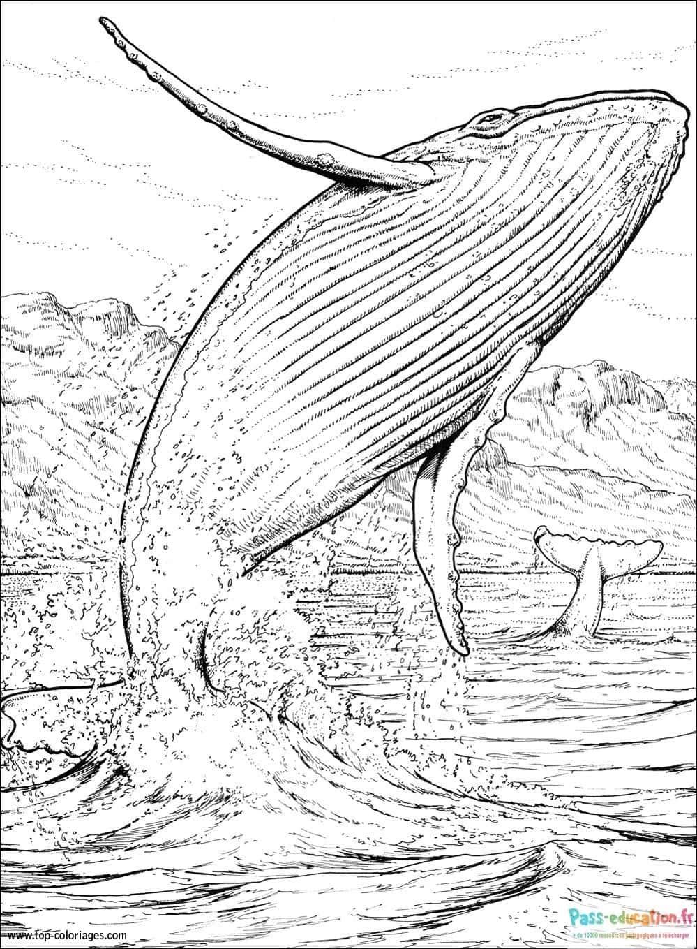 Coloriage Baleine joyeuse à imprimer et colorier