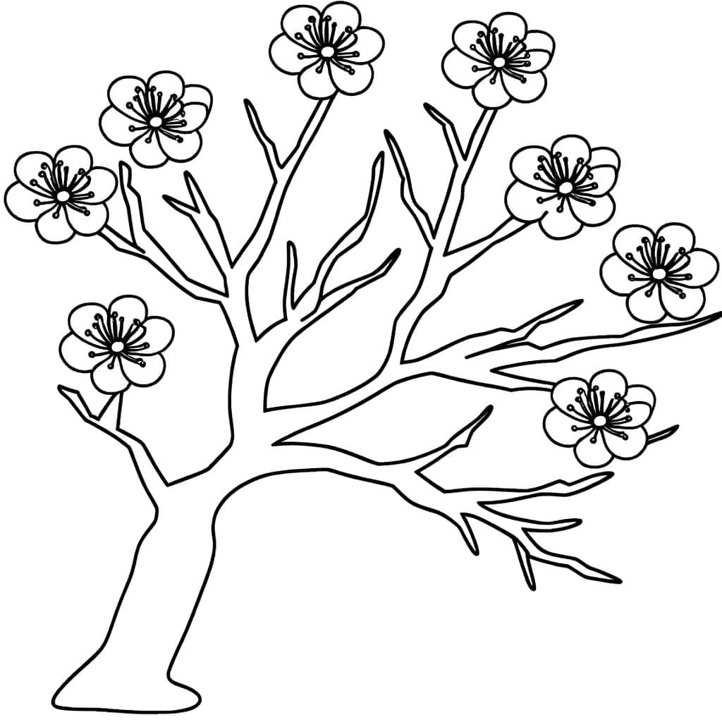 Coloriage Cerisier du Japon à imprimer et colorier