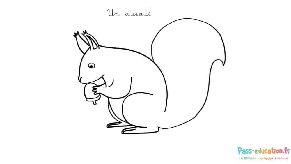 Coloriage Écureuil gourmand à imprimer et colorier