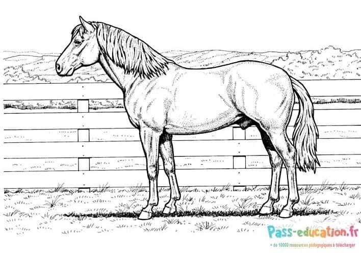 Coloriage Cheval dans un pré à imprimer et colorier