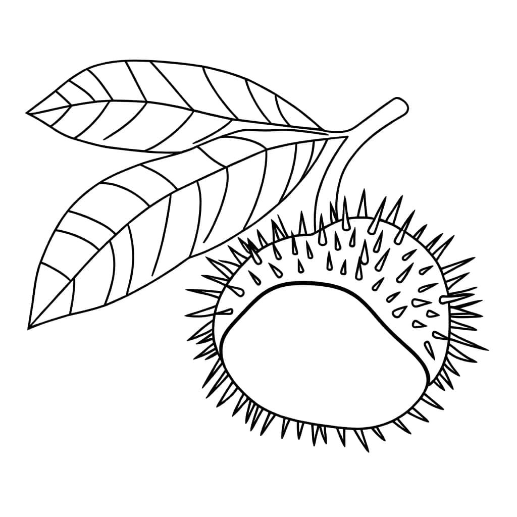 Coloriage Feuille et châtaigne à imprimer et colorier