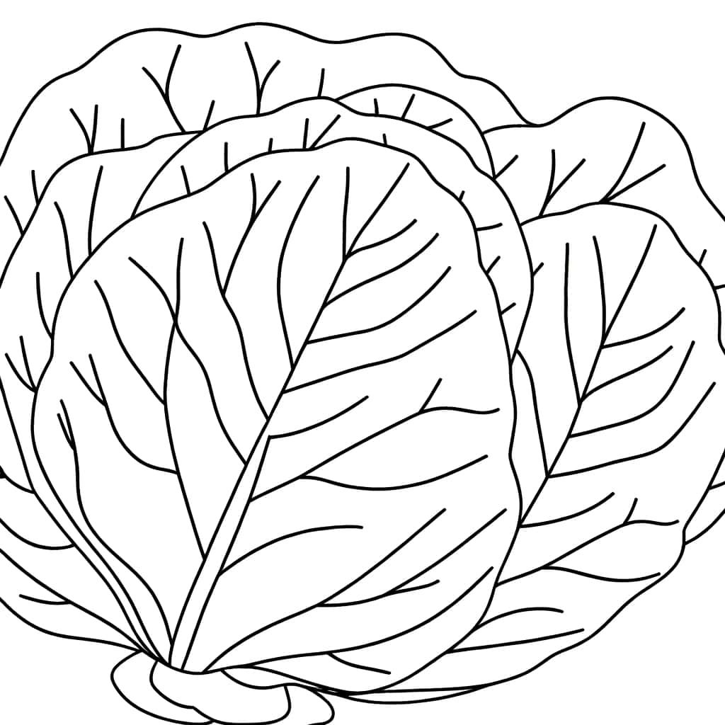 Coloriage Feuille de chou à imprimer et colorier