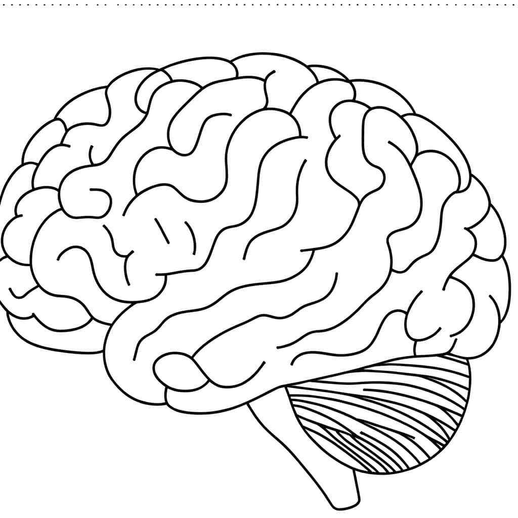 Coloriage Cerveau humain à imprimer et colorier