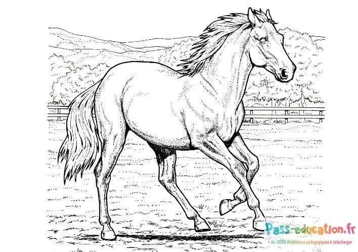 Coloriage Cheval au trot à imprimer et colorier