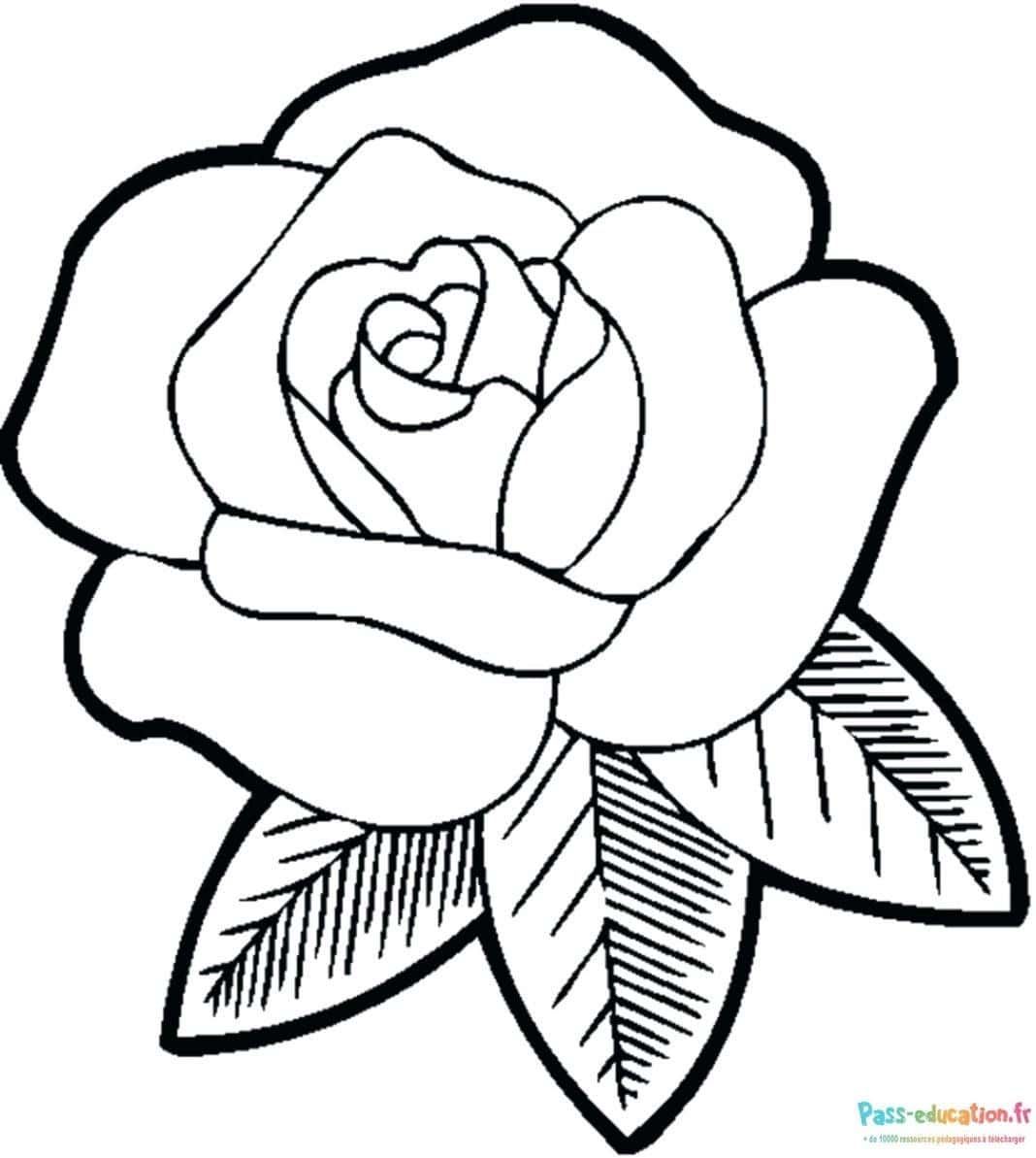 Coloriage Rose dessinée à imprimer et colorier