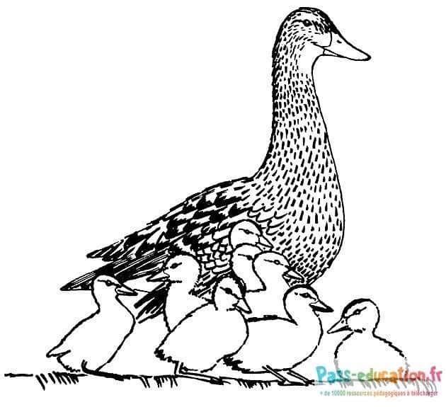 Coloriage Maman canard et ses canetons à imprimer et colorier