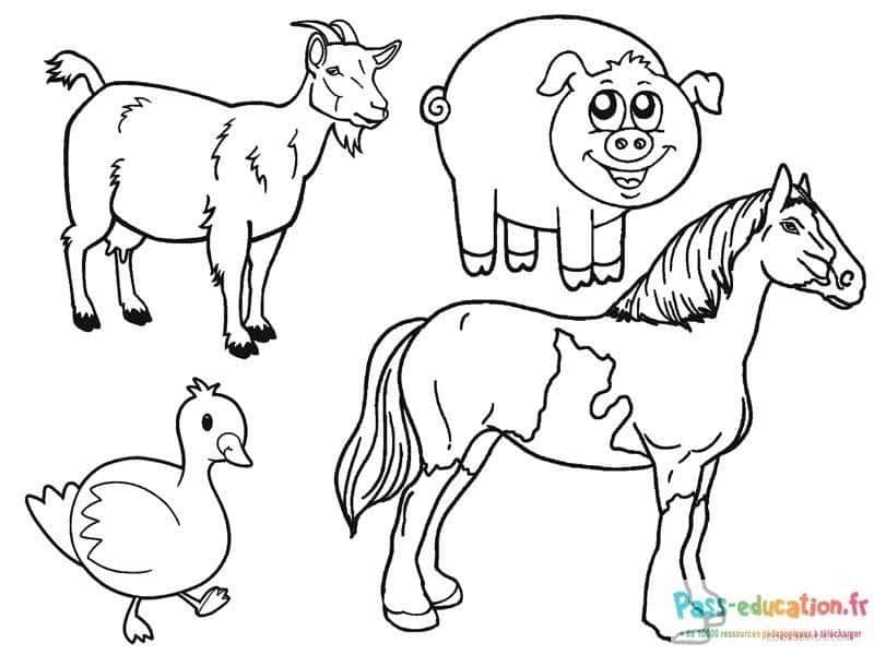 Coloriage Animaux de la ferme à imprimer et colorier