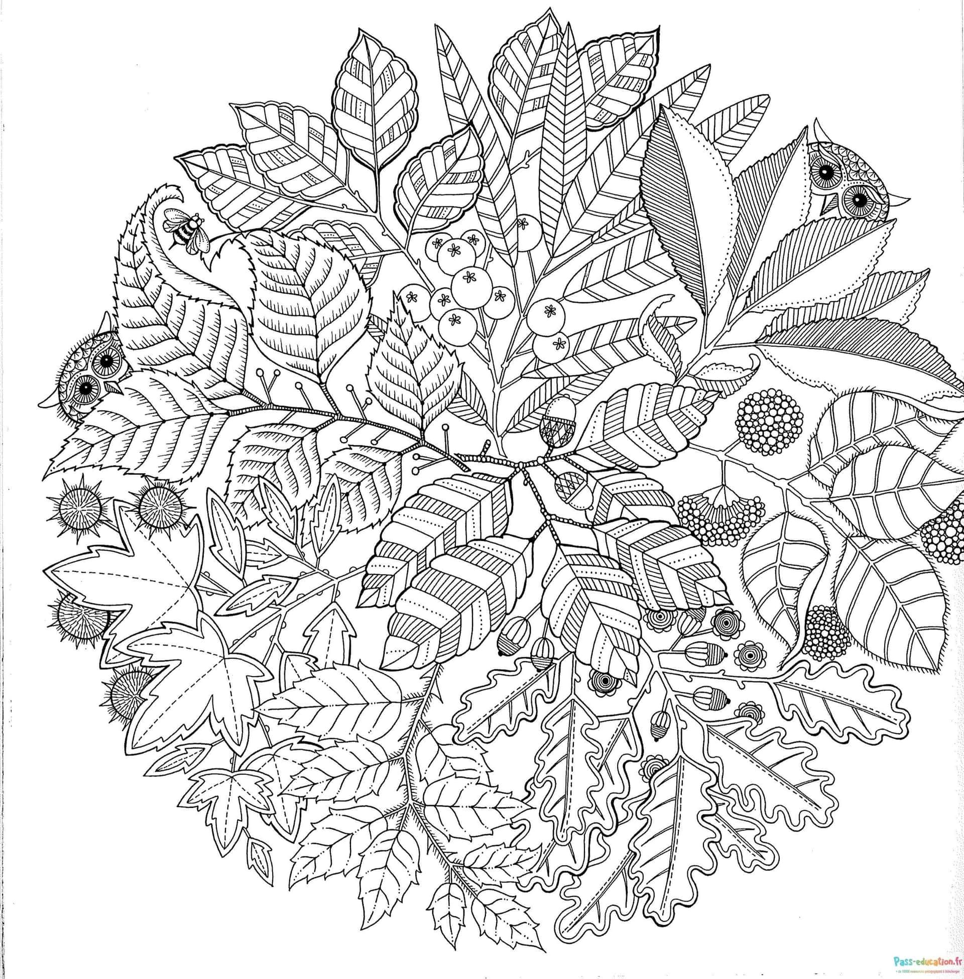 Coloriage Feuilles et baies à imprimer et colorier
