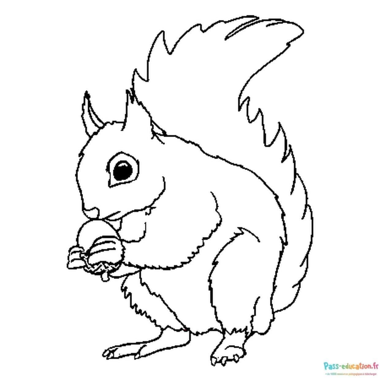 Coloriage Écureuil Gourmand à imprimer et colorier