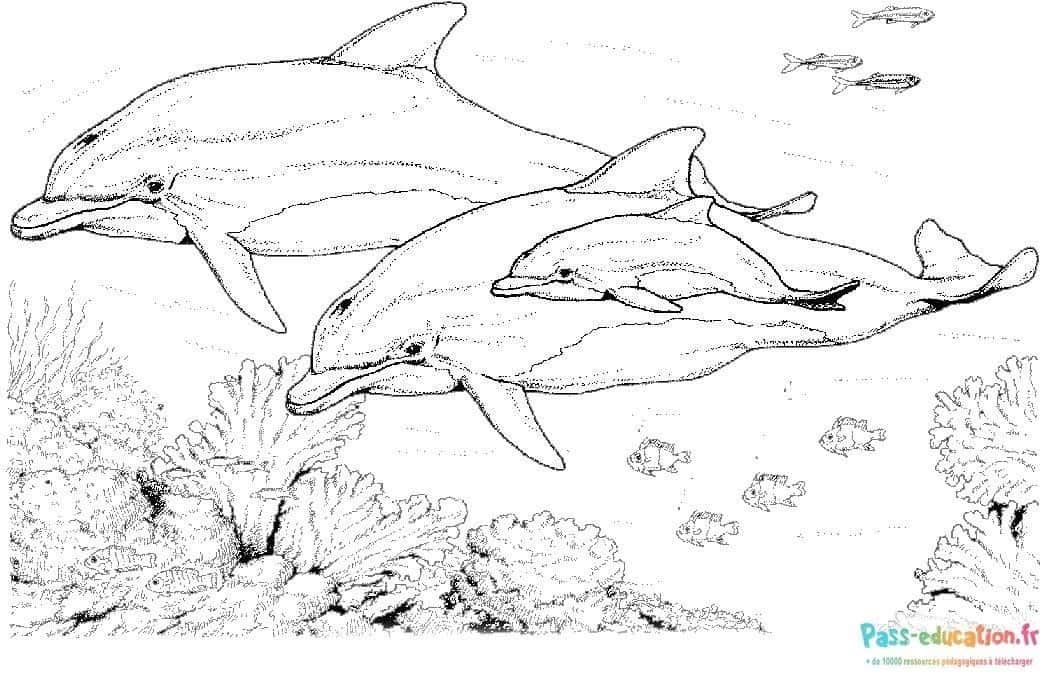 Coloriage Dauphins dans l'océan à imprimer et colorier