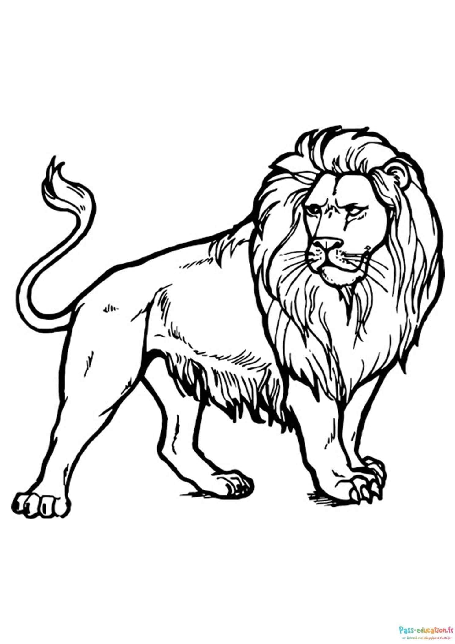 Coloriage Lion majestueux à imprimer et colorier