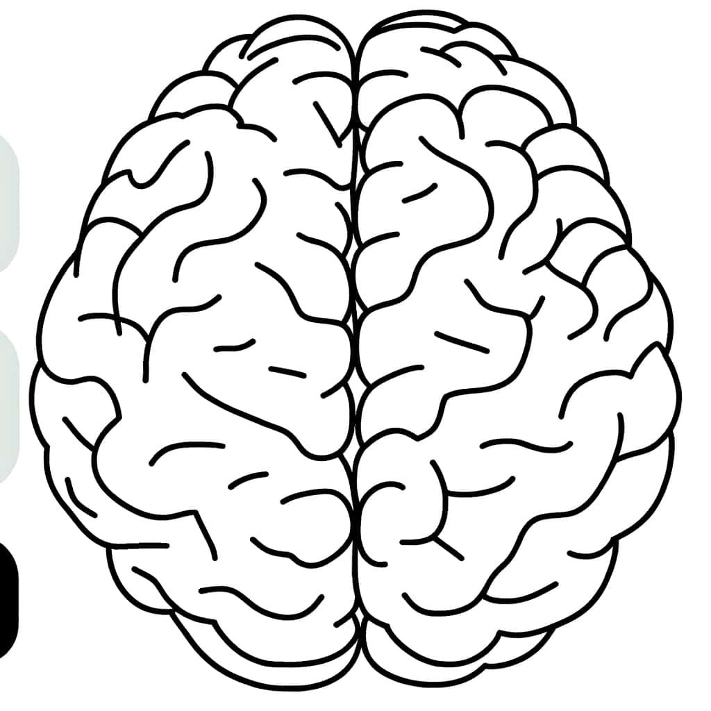 Coloriage Cerveau humain à imprimer et colorier