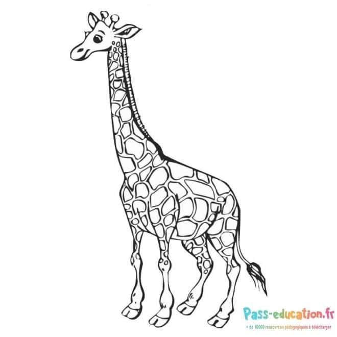 Coloriage Girafe élancée à imprimer et colorier