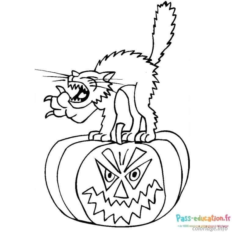 Coloriage Chat en colère sur citrouille à imprimer et colorier