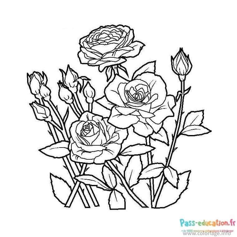 Coloriage Bouquet de roses à imprimer et colorier