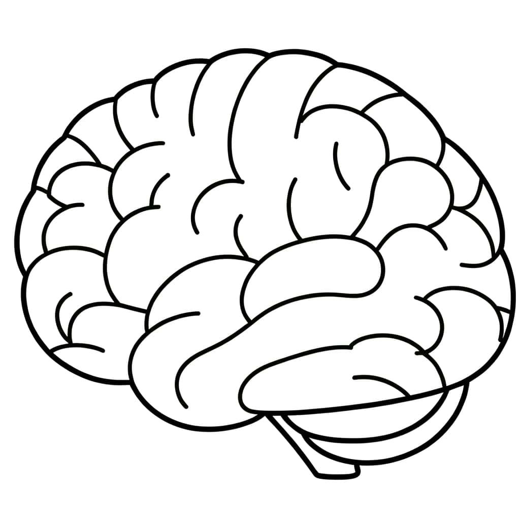 Coloriage Cerveau à imprimer et colorier