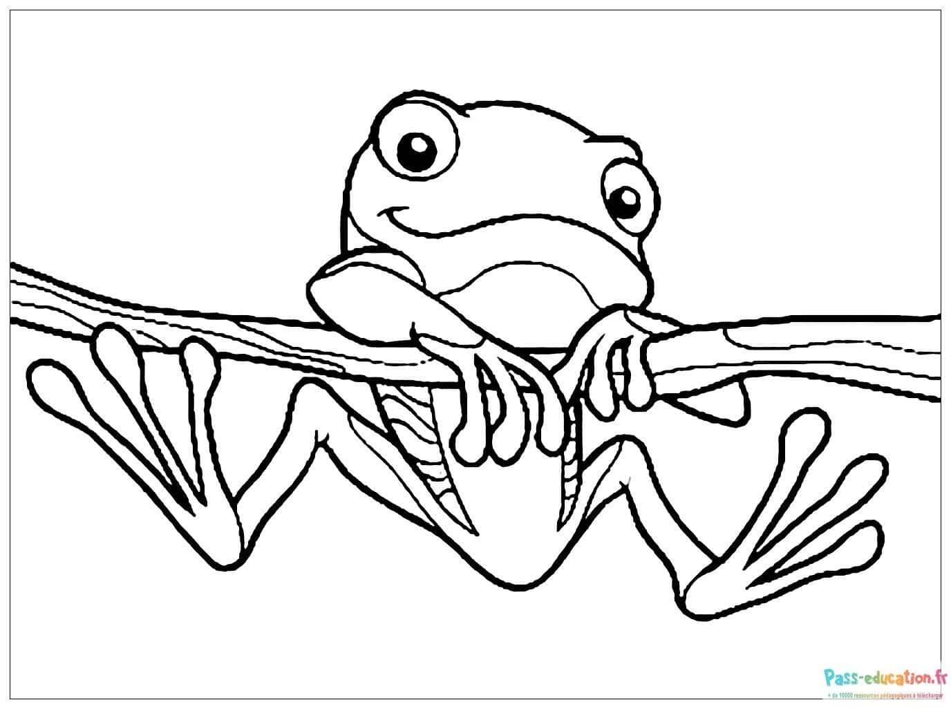 Coloriage Grenouille acrobate à imprimer et colorier