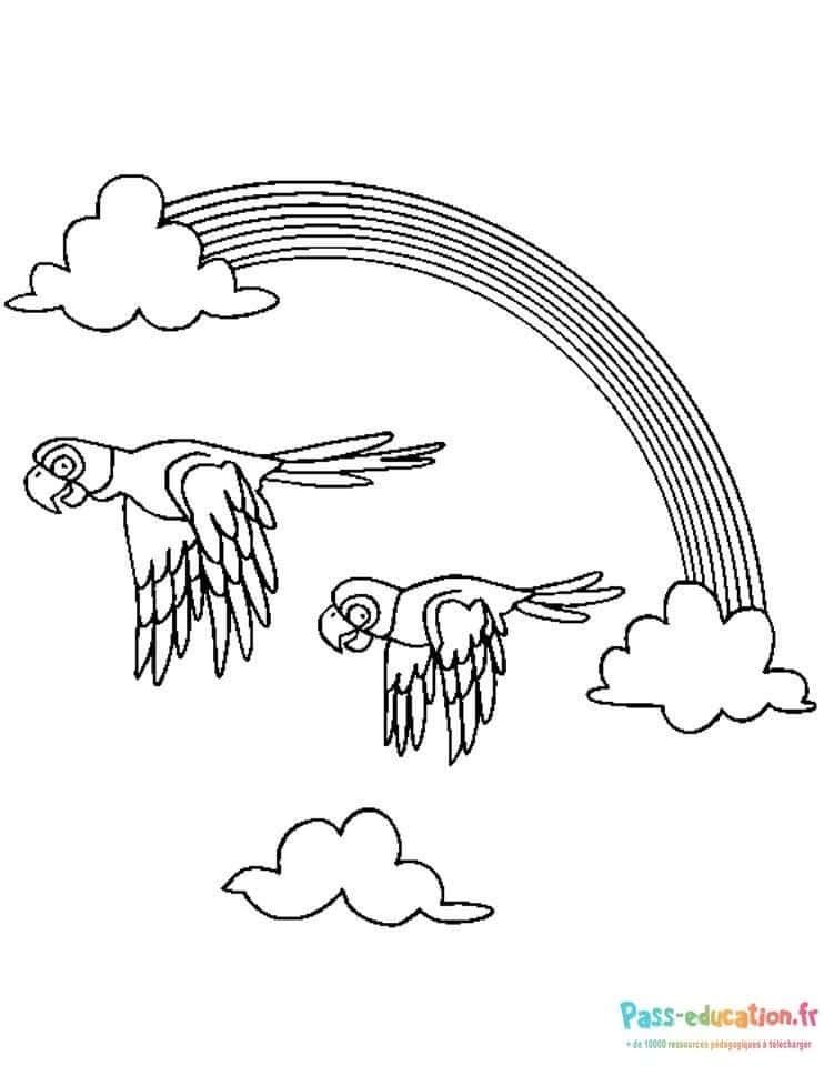 Coloriage Arc-en-ciel et perroquets à imprimer et colorier