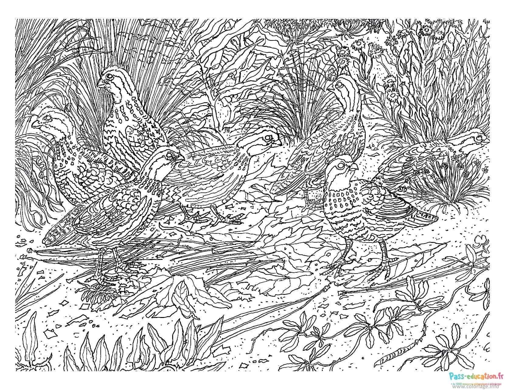 Coloriage Oiseaux dans la nature à imprimer et colorier