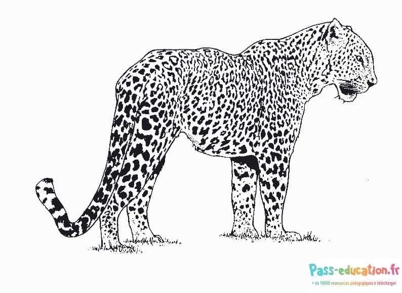 Coloriage Guépard majestueux à imprimer et colorier