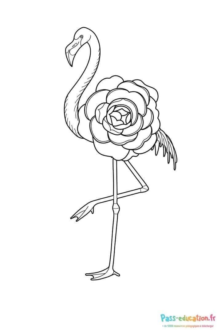 Coloriage Flamant à la rose à imprimer et colorier