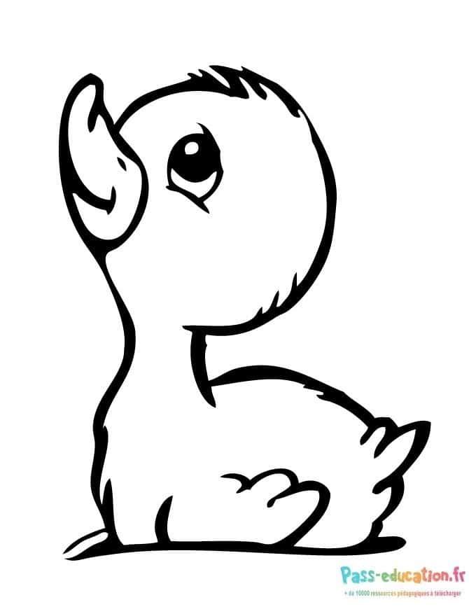 Coloriage Petit canard curieux à imprimer et colorier