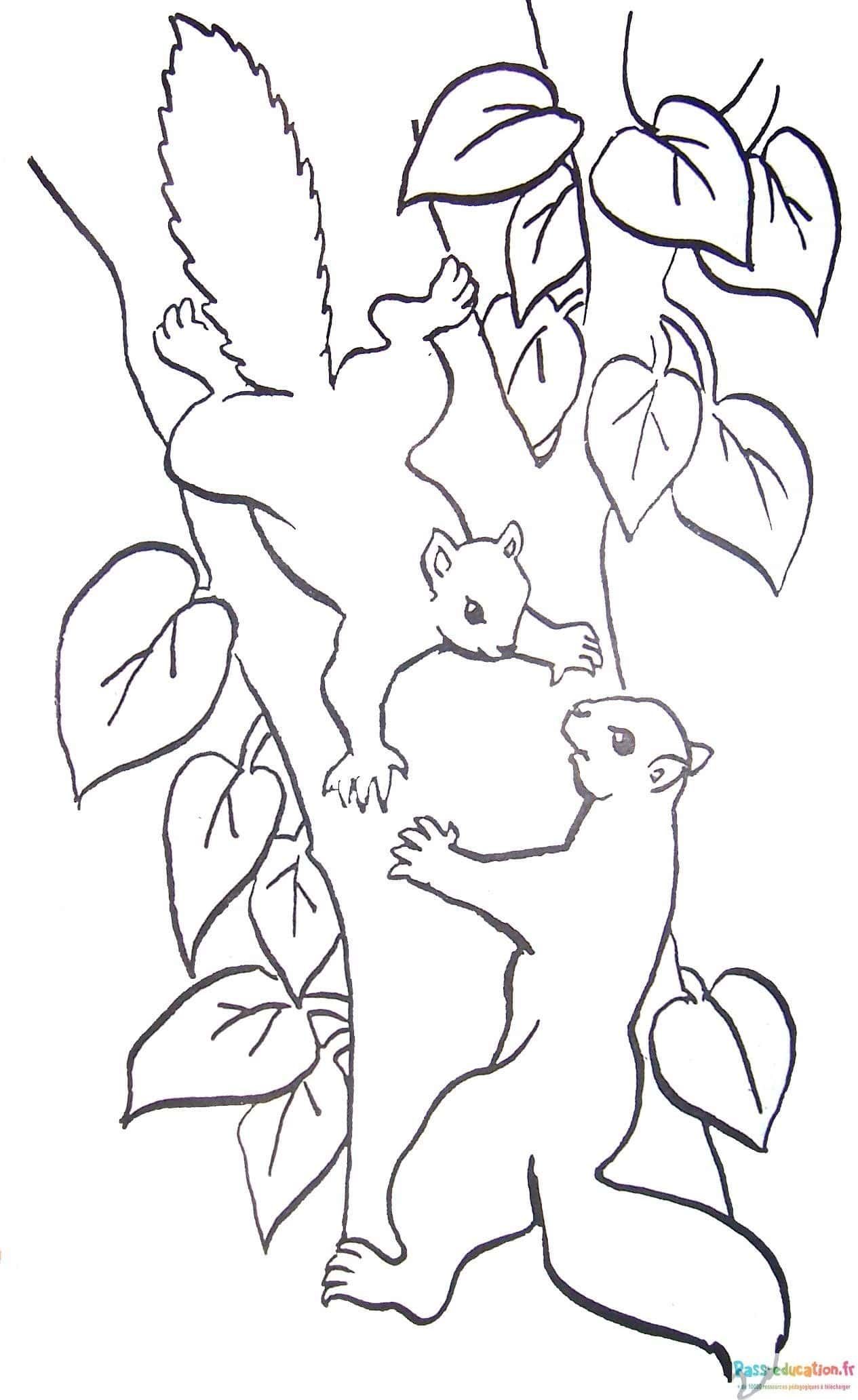 Coloriage Écureuils dans l'arbre à imprimer et colorier