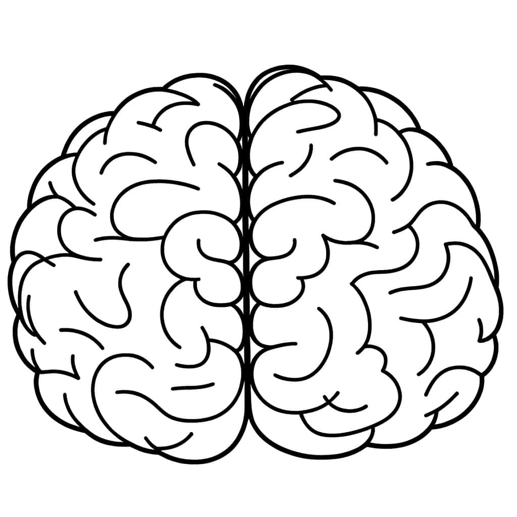 Coloriage Cerveau humain à imprimer et colorier