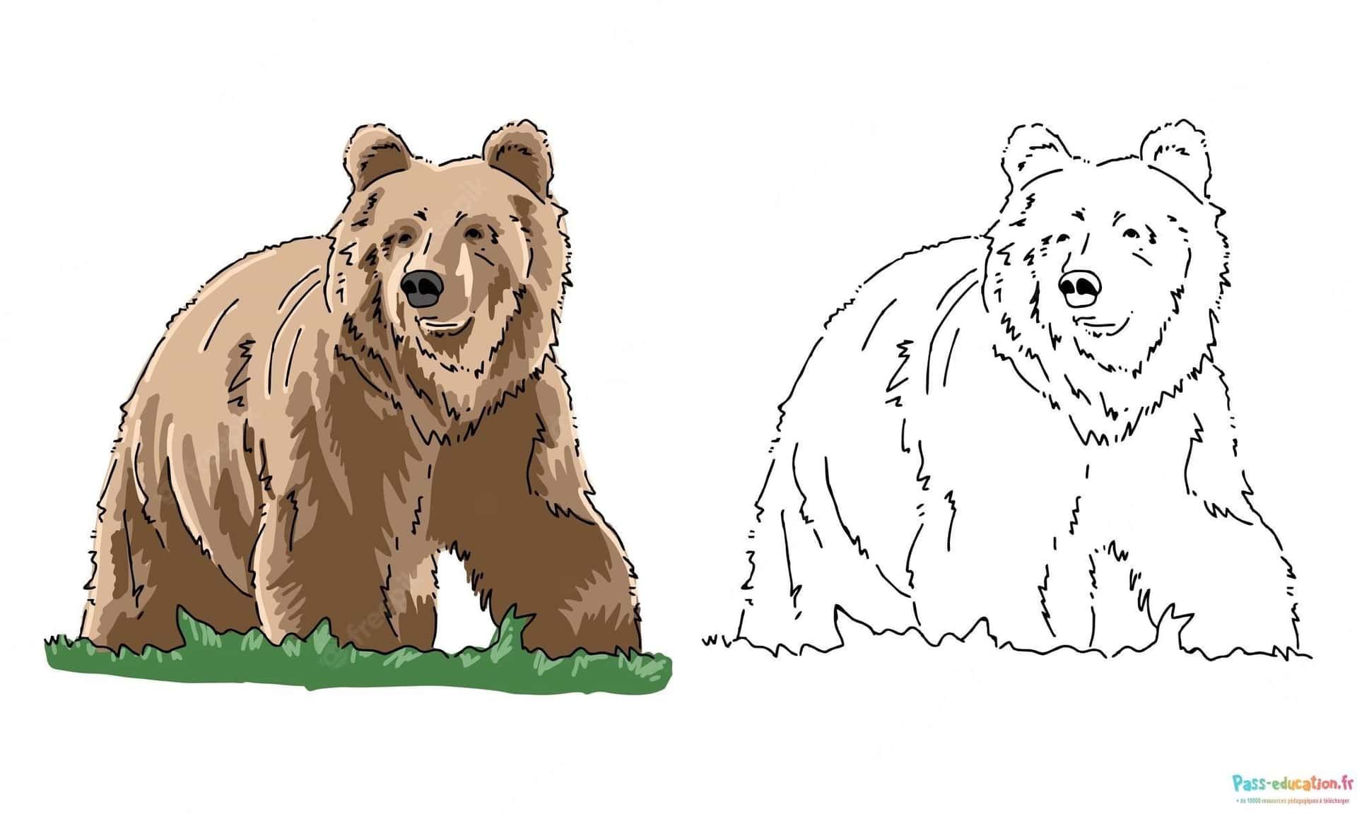 Coloriage Ours en duo à imprimer et colorier
