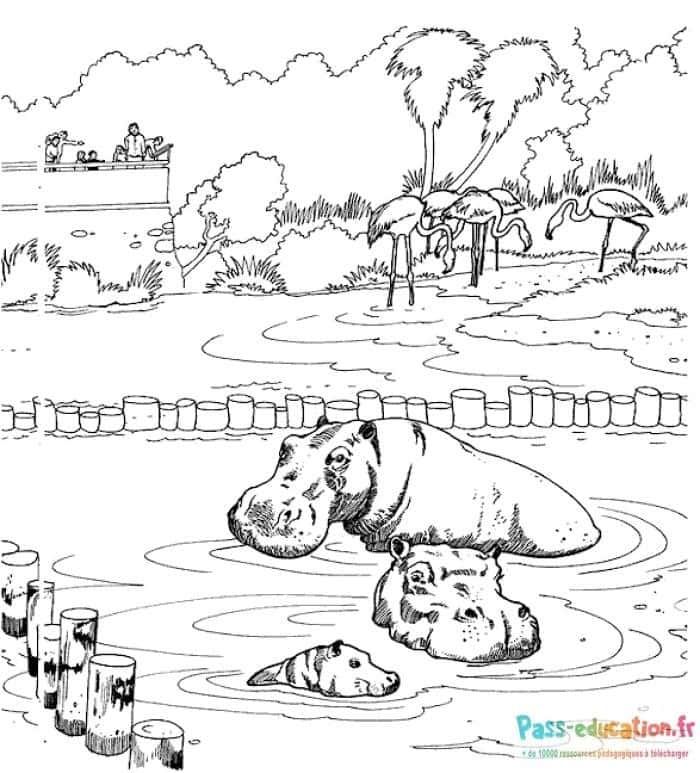 Coloriage Hippopotames au zoo à imprimer et colorier