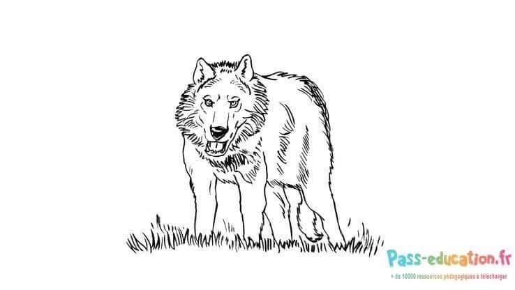Coloriage Loup attentif à imprimer et colorier