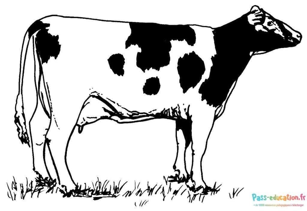 Coloriage Vache Holstein à imprimer et colorier