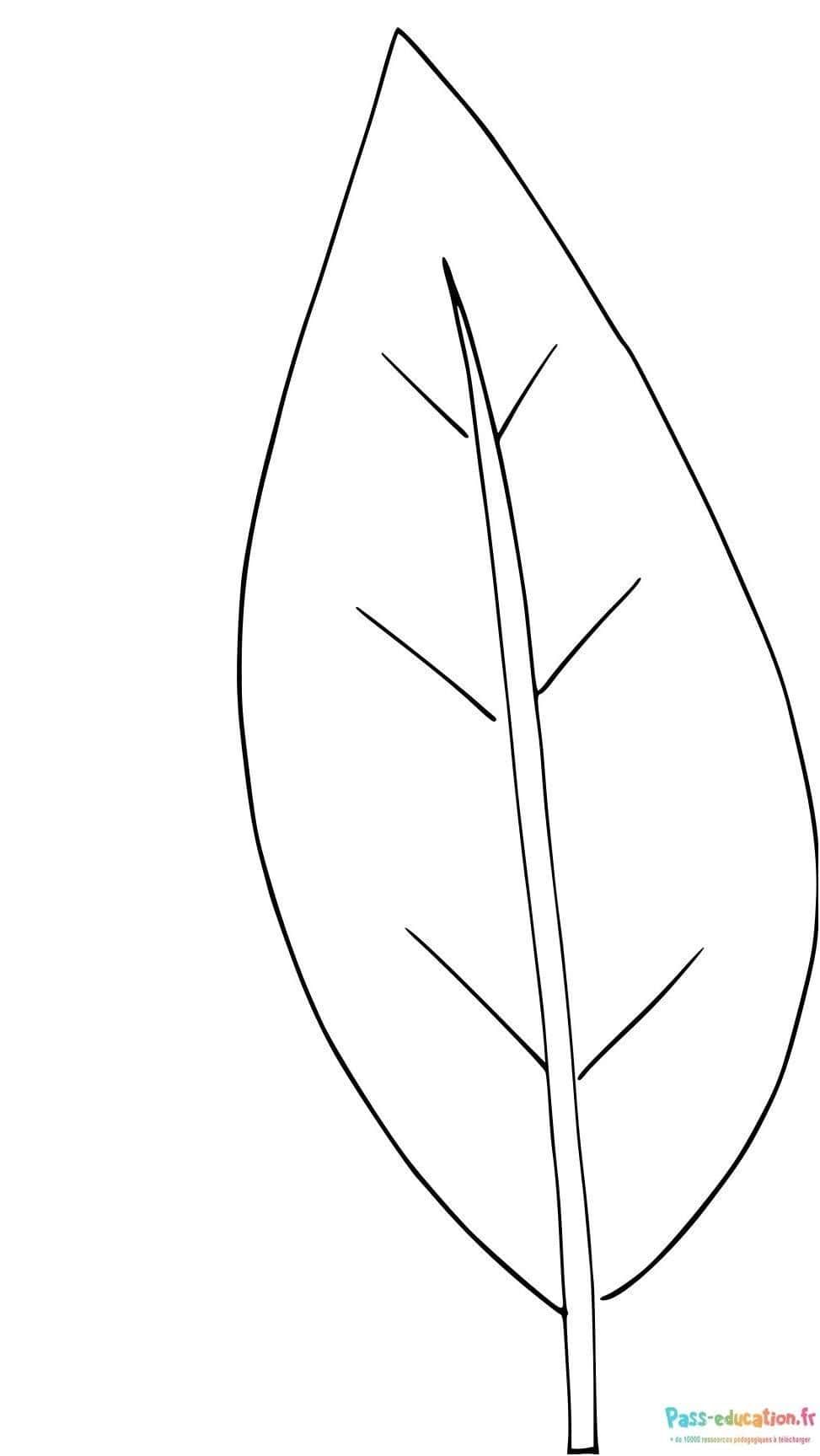 Coloriage Feuille simple à imprimer et colorier