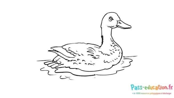 Coloriage Canard sur l'eau à imprimer et colorier