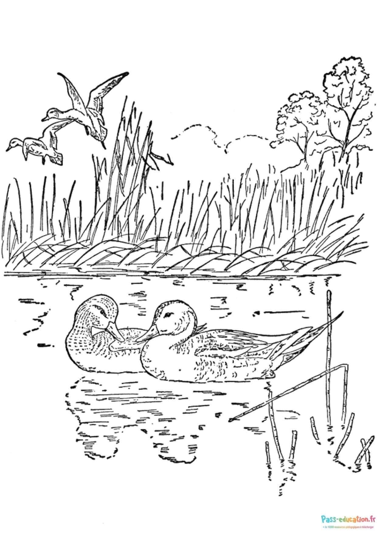 Coloriage Canards au lac à imprimer et colorier