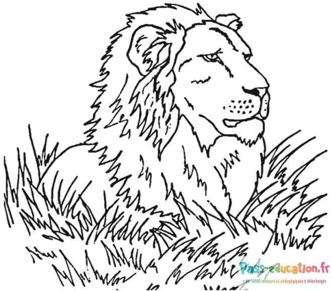 Coloriage Fier lion à imprimer et colorier