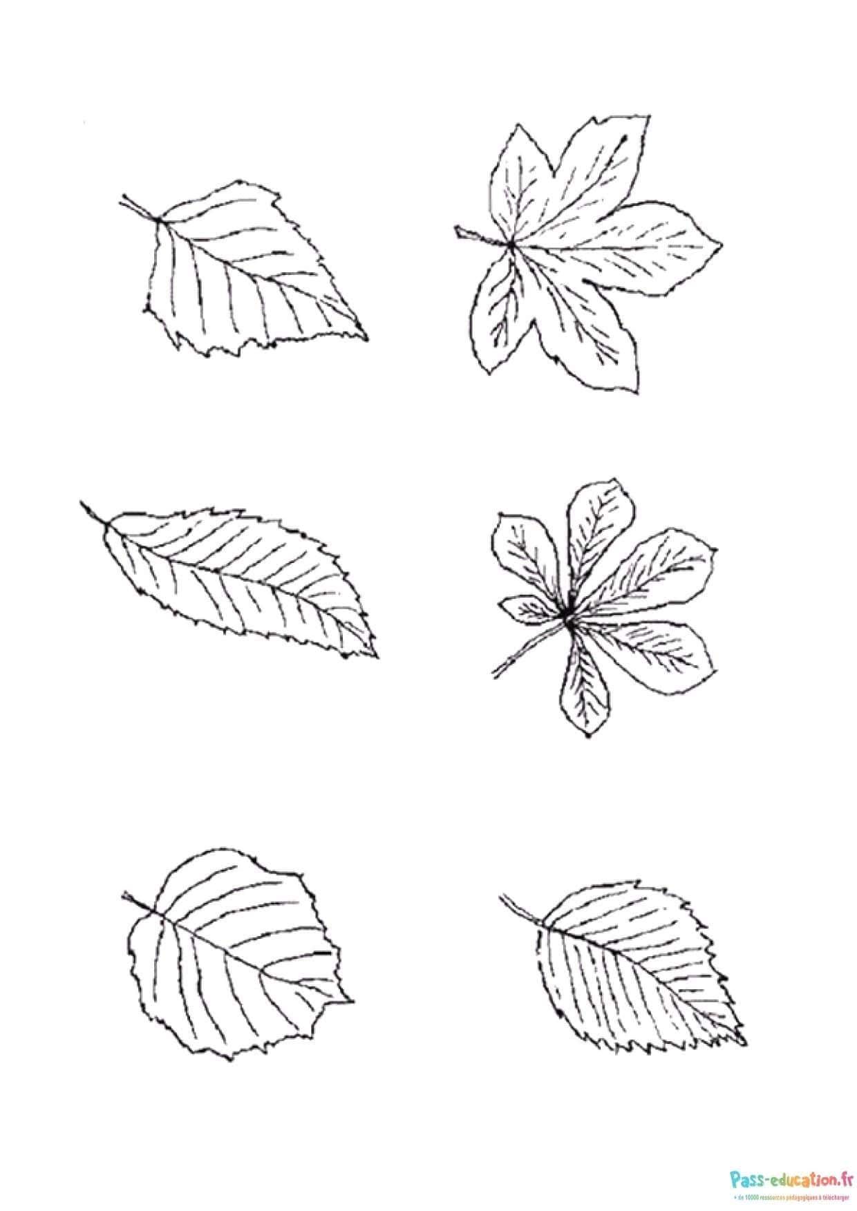 Coloriage Feuilles d'automne à imprimer et colorier