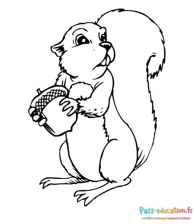 Coloriage Écureuil avec gland à imprimer et colorier