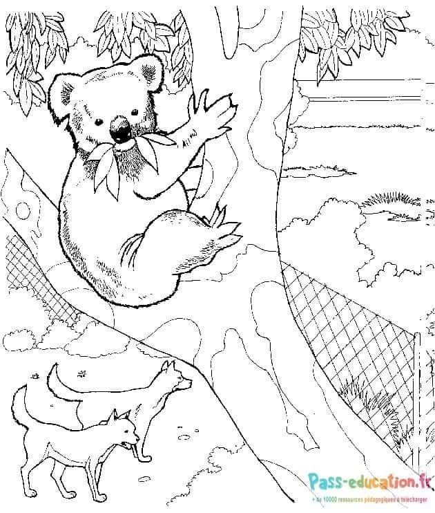 Coloriage Koala dans un arbre à imprimer et colorier
