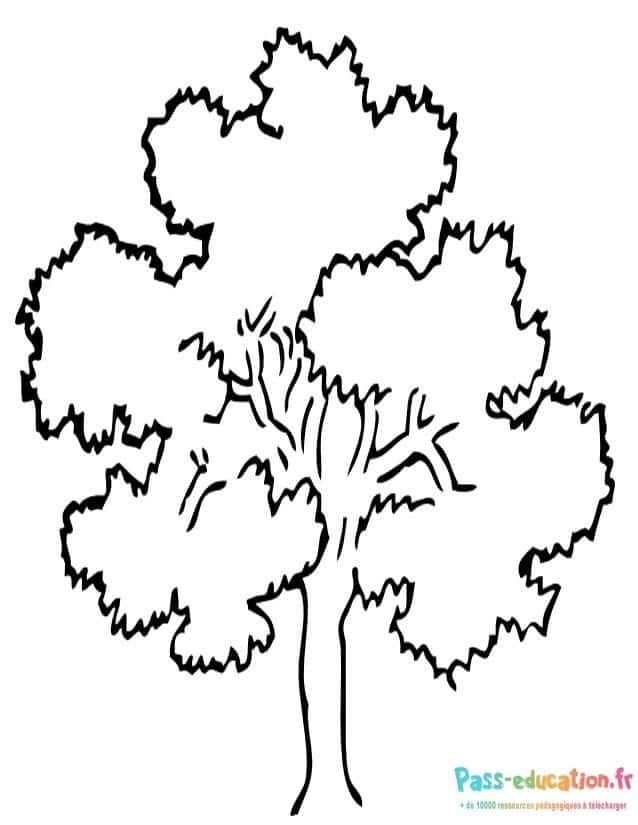 Coloriage Arbre feuillu à imprimer et colorier