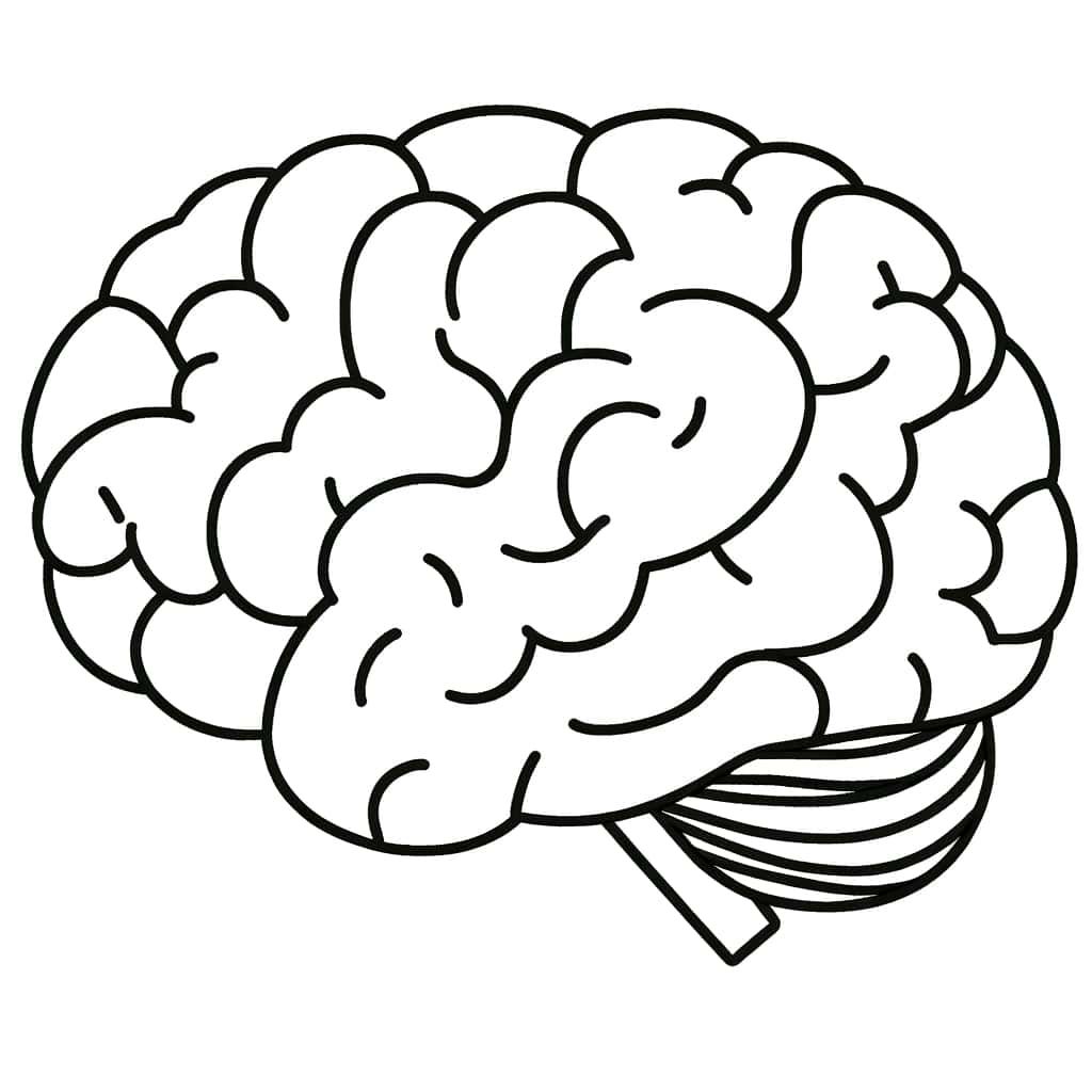 Coloriage Cerveau humain à imprimer et colorier