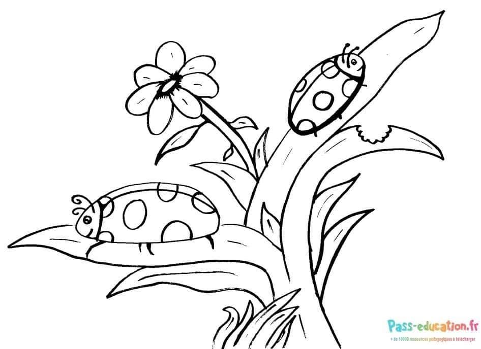 Coloriage Coccinelles et fleur à imprimer et colorier